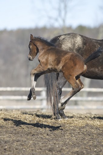 jan14foal.jpg