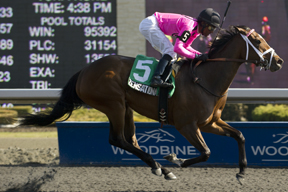 Zensational Bunny, under jockey Patrick Husbands, captured the $125,000 Star Shoot Stakes at Woodbine. Photo by Michael Burns Photography