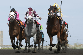 Wild Catomine under Gary Boulanger (rail yellow blue silks) outduelsHot and Spice (middle) and Lexi Lou (left) to capture the $150,400 Fury Stakes, at Woodbine. Photo by Michael Burns Photography
