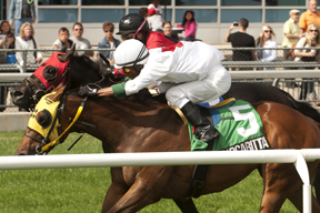 Jockey Patrick Husbands guides Flashy Margarita to victory over the E.P.Taylor turf course in the Bold Ruckus Stakes at Woodbine Racetrack. Photo by Michael Burns Photography