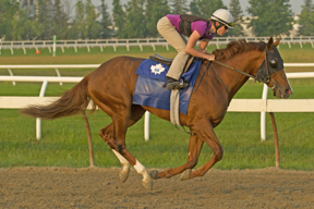 155th Queen's Plate Stakes contender Man o'Bear, with jockey Emma Jayne Wilson aboard. Photo by Michael Burns Photography