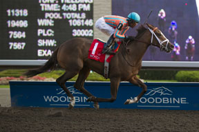 Patrick Husbands guides Conquest Harlanate to victory in the $150,000 Mazarine Stakes at Woodbine. Photo by Michael Burns Photography