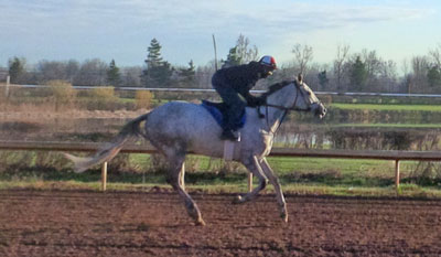Thumbnail for Training Begins at Fort Erie Race Track