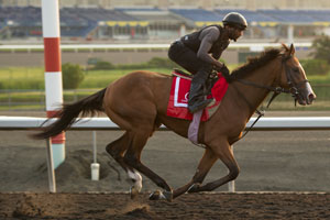 Queen's Plate contender Danzig Moon. Photo by Michael Burns Photography