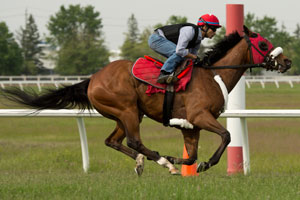 Woodbine Oaks contender London Tower. Photo by Michael Burns Photography