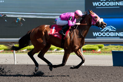 Gary Boulanger guides Seffeara to victory in the $125,000 Bold Ruckus Stakes at Woodbine Racetrack. Photo by Michael Burns Photography