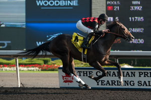 Jesse Campbell guides Tucci Stable's Riker to victory in the $125,000 Swynford Stakes at Woodbine. Photo by Michael Burns Photography