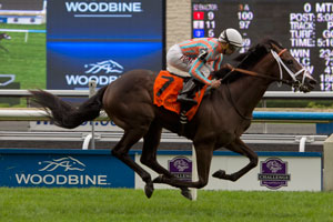 Conquest Daddyo is one of Mark Casse's Breeder's Cup hopefuls. Photo by Michael Burns Photography