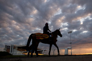 Pattison Canadian International contender Sheikhzayedroad from England walks onto the track to begin his early moring jog in perperation for the $1,000,000 dollar race at Woodbine Racetrack on Sunday October 18, 2015. Photo by Michael Burns Photography