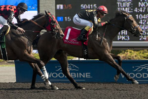 Black Hornet won the Grade III Vigil Stakes at Woodbine. Photo by Michael Burns Photography