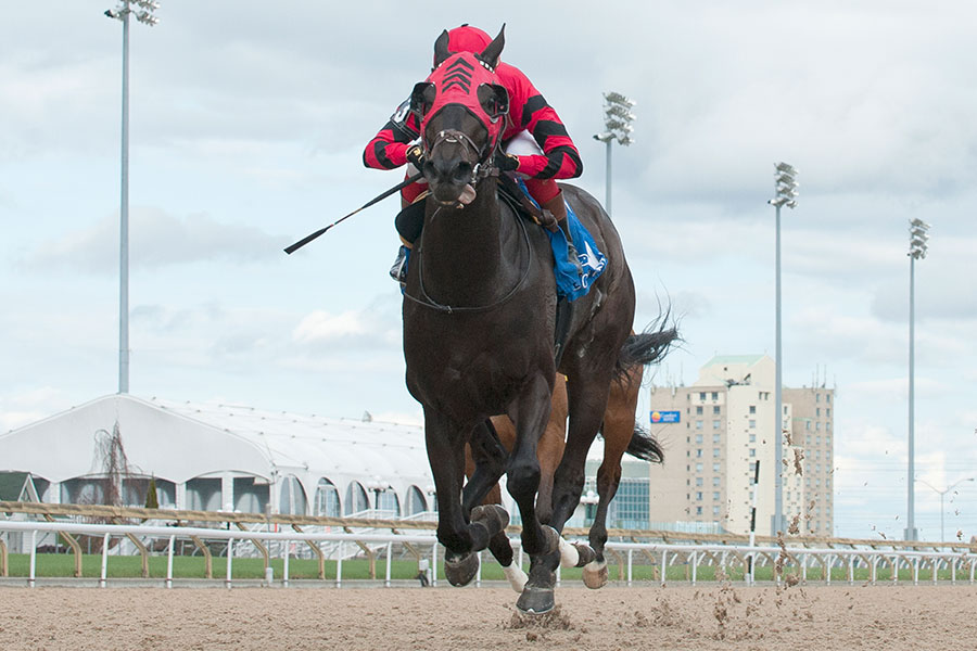 Luis Contreras guides R Naja to victory in the $100,000 Star Shoot Stakes at Woodbine Racetrack. Photo by Michael Burns
