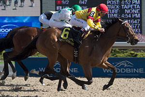 Jockey Eurico Da Silva guides Blurricane to victory in the $125,000 Ballade Stakes at Woodbine. Photo by Michael Burns