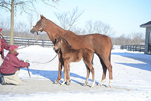 Irap, at 21 days old, with Silken Cat at Taylor Made Farm. Photo courtesy Laura Donnell/Taylor Made