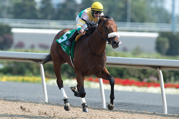 Jesse Campbell guides Yorkton to victory in the $100,000 King Corrie Stakes at Woodbine. Photo by Michael Burns Photography