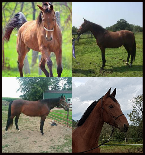 Redemption Ride - Standardbred Edition horses: (top) Rods Famous Ribs and Real Fool, (bottom) Angietotherescue and Foreigner.