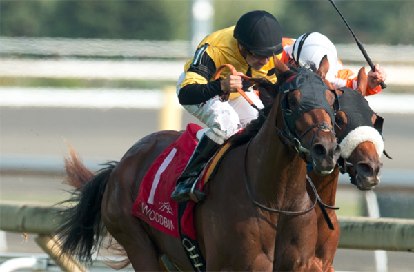 Untamed Domain won the Grade 2 Summer Stakes at Woodbine. Photo by Michael Burns