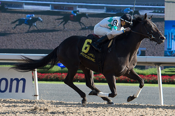 Archaggelos winning the $125,000 Grey Stakes (Grade 3) on Sunday, Oct. 1 at Woodbine Racetrack. Photo by Michael Burns Photography
