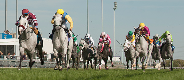 Arthur’s Pass (9) edges out Gray Phantom (10) in Woodbine’s inaugural $50,000 Grey Handicap on Sunday, Oct. 1. Photo by Michael Burns Photography