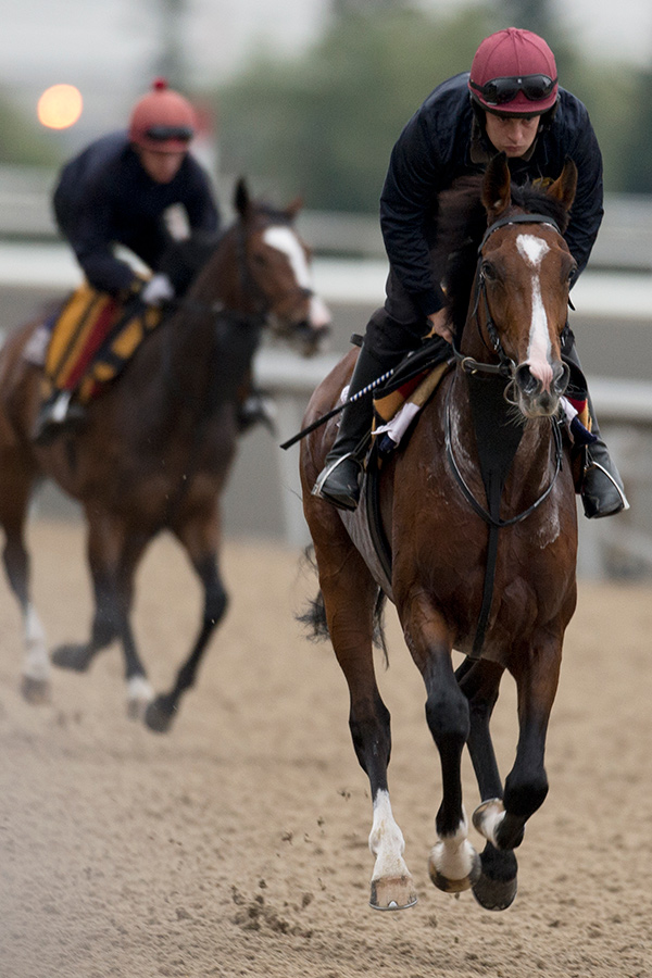 Idaho training at Woodbine Racetrack prior to Sunday's Pattison Canadian International. Photo by Michael Burns