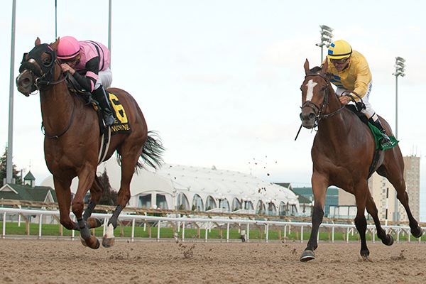 Latonka winning the $125,000 Bull Page Stakes on Monday, Oct. 9 at Woodbine Racetrack. Photo by Michael Burns