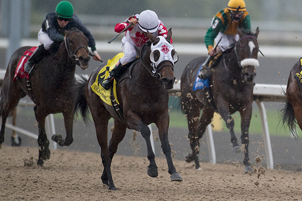 Line of Vision winning the Victorian Queen Stakes on Saturday, Oct. 14 at Woodbine Racetrack. Photo by Michael Burns