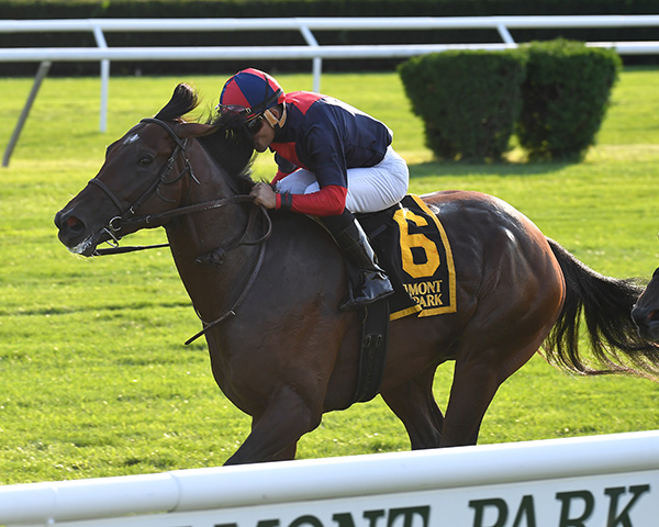 White Flag winning the Allied Forces Stakes on September 10 at Belmont Park. Photo by Joel Abozzetta/NYRA Photo