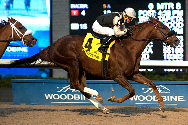 Gigantic Breeze winning the $175,000 Autumn Stakes (Grade 2) on Sunday, Nov. 12 at Woodbine Racetrack. Photo by Michael Burns