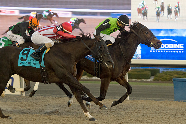 Moonlit Promise winning the $175,000 Bessarabian Stakes on Sunday, Nov. 26 at Woodbine Racetrack. Photo by Michael Burns