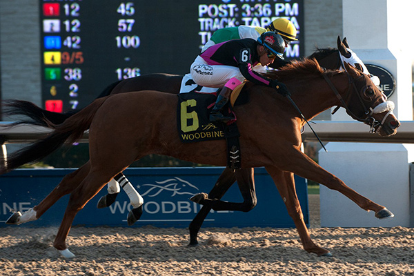Admiralty Pier (#6) winning the $100,000 Display Stakes on Saturday, Dec. 2 at Woodbine. Photo by Michael Burns