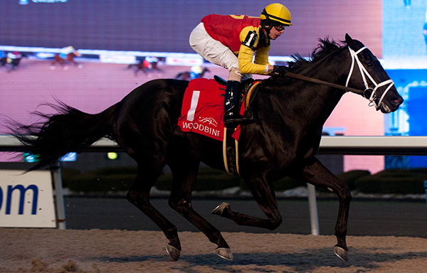 Kingsport winning the $125,000 Sir Barton Stakes on Saturday, Dec. 2 at Woodbine. Photo by Michael Burns