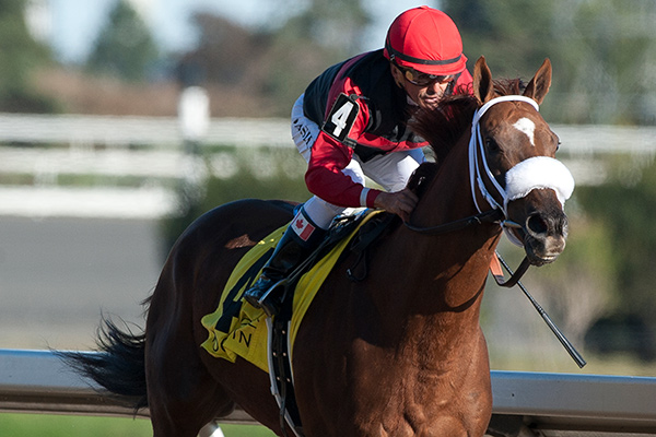 Melmich winning the Durham Cup (Grade 3) on September 30 at Woodbine Racetrack. Photo by Michael Burns