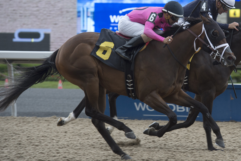 Mark Casse-trained Safe to Say winning on August 7 at Woodbine Racetrack.