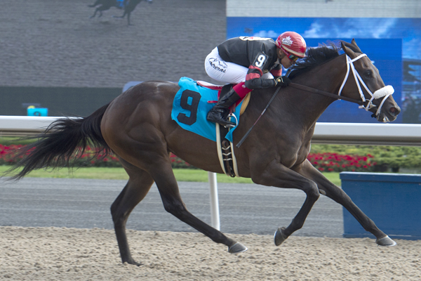 Silent Sting winning on October 7 at Woodbine Racetrack.
