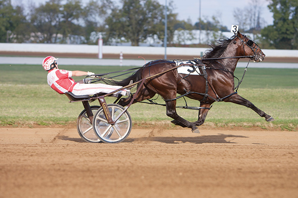 Thumbnail for Famed Harness Racing Horse Somebeachsomewhere Dies