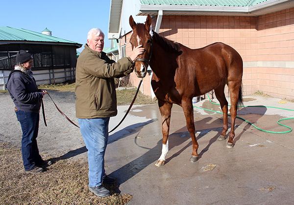The first horse, Trapper's Delight, arrives at Woodbine on Tuesday, Feb. 27. Photo by Keith McCalmont