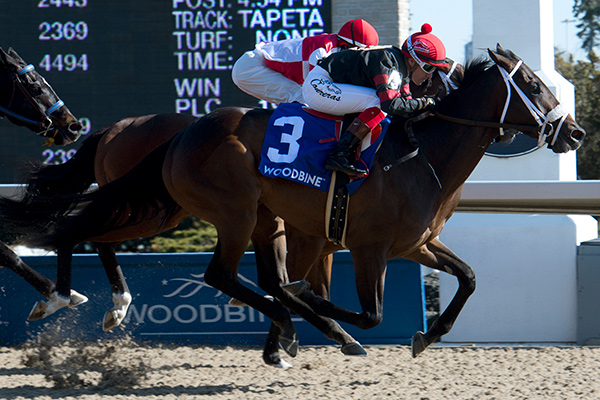 Silent Sting and jockey Luis Contreras winning the $125,000 Queenston Stakes on Sunday, April 22 at Woodbine Racetrack. Photo by Michael Burns