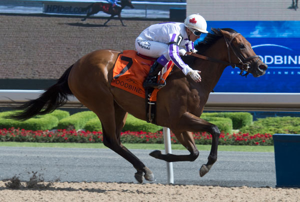 Thumbnail for Dream It Is Returns to Woodbine Looking for a Stakes Win