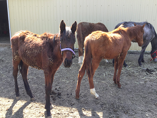 abuse Investigators discovered neglected horses starving on the property being rented by SpeedSport Stables.