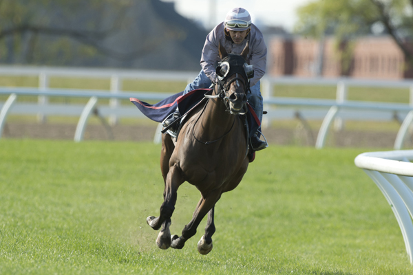 Thumbnail for Fan favourite Tower of Texas will defend Connaught Cup title at Woodbine