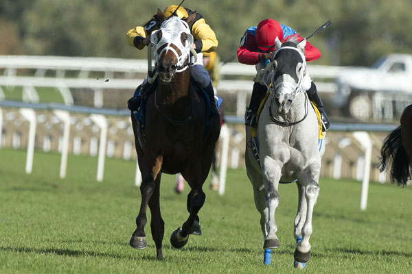 Tesserson (inside grey horse) battling Major Production in the final leg of the 2017 Turf Endurance Series on October 22, 2017 at Woodbine. Michael Burns Photo