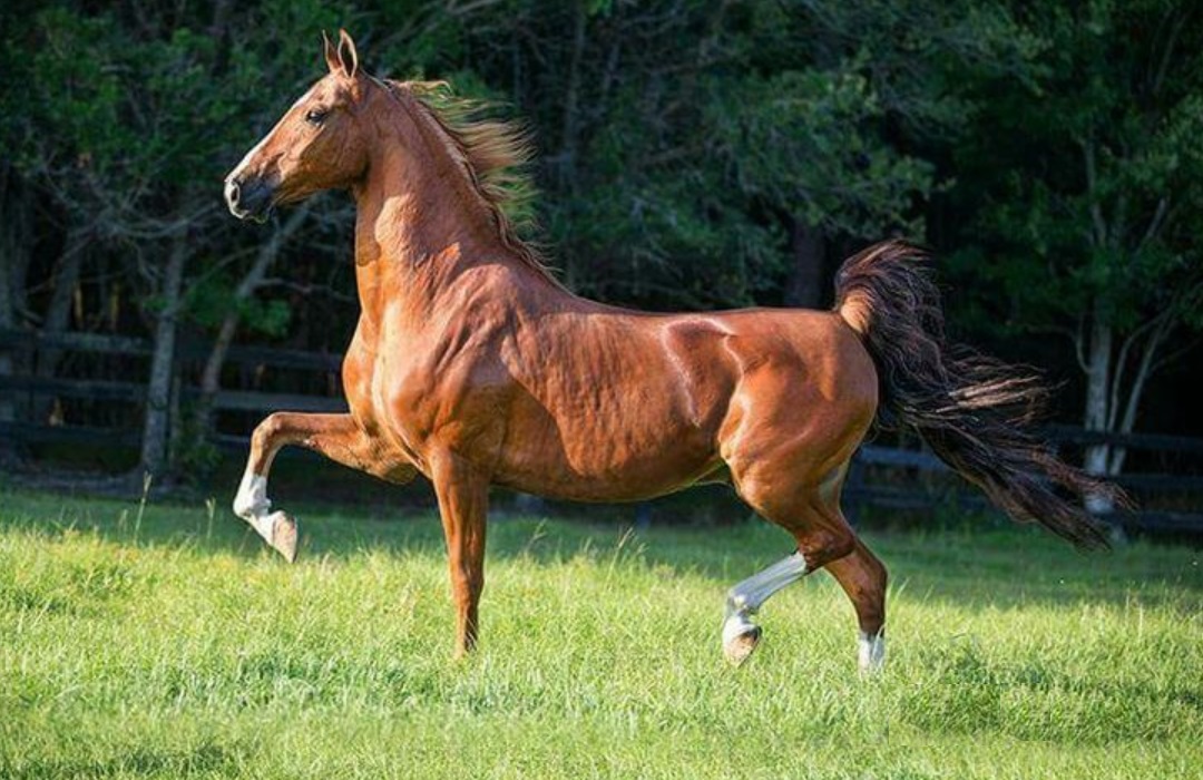 Американская верховая. Американская верховая сэддлбред. Чистокровная американская верховая. Теннесси Уокер лошадь. Лошадь породы седдлбред.