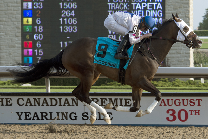 Code Warrior and jockey Jesse Campbell winning the $125,000 Seaway Stakes (Grade 3) on Sunday, August 26 at Woodbine Racetrack.