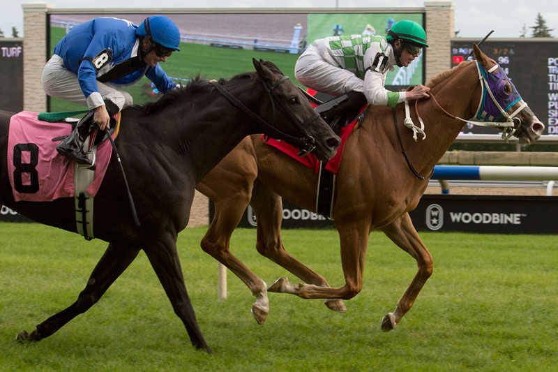 Artistico (#1) holding off Royal Intrigue (#8) in the $50,000 third leg of the Woodbine Turf Endurance Series on Sunday, Sept. 9 at Woodbine Racetrack. Michael Burns Photo