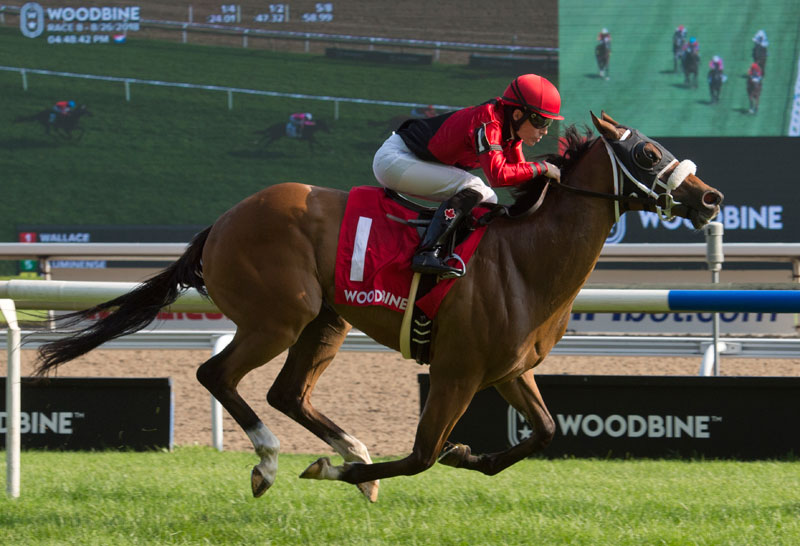 Wallace winning the Soaring Free Stakes on August 26 at Woodbine Racetrack. Michael Burns Photo