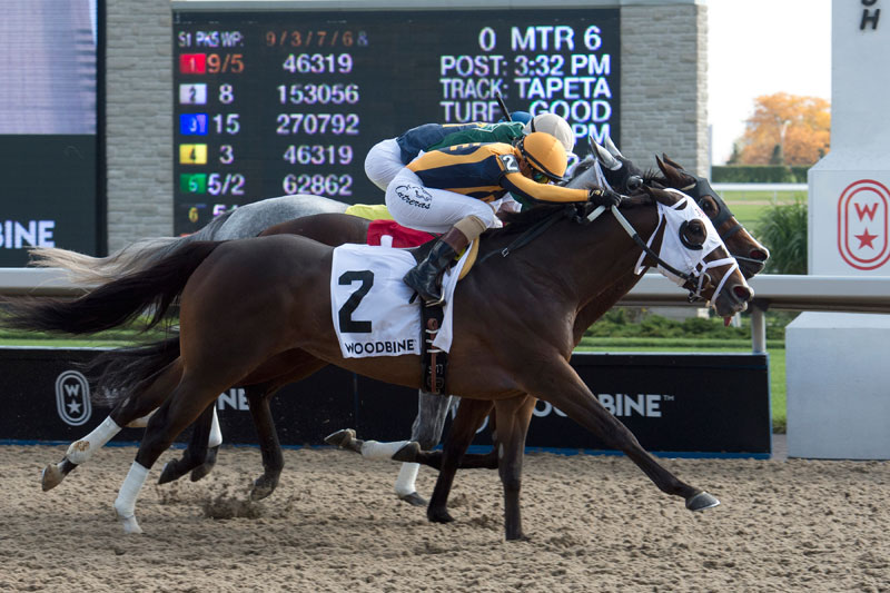 Devine Mischief (#2) and jockey Luis Contreras winning the $100,000 Ruling Angel Stakes on Sunday, Oct. 14 at Woodbine Racetrack. Michael Burns Photo