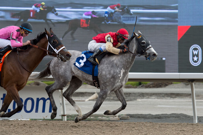 Strike Me Down, in rein to Patrick Husbands, winning on May 4 at Woodbine Racetrack. Michael Burns Photo