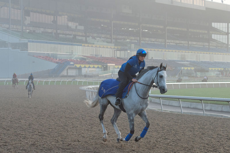 Thundering Blue prepping for the Pattison Canadian International, set for Saturday, Oct. 13, at Woodbine Racetrack. Michael Burns Photo