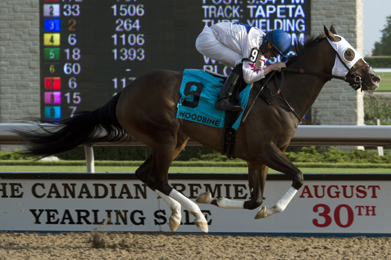 Code Warrior and jockey Jesse Campbell winning the Grade 3 Seaway Stakes on August 26 at Woodbine Racetrack.