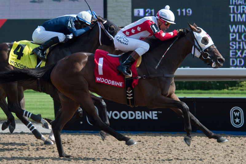 Line of Vision and jockey Luis Contreras winning the Eternal Search Stakes on August 5 at Woodbine Racetrack. Michael Burns Photo