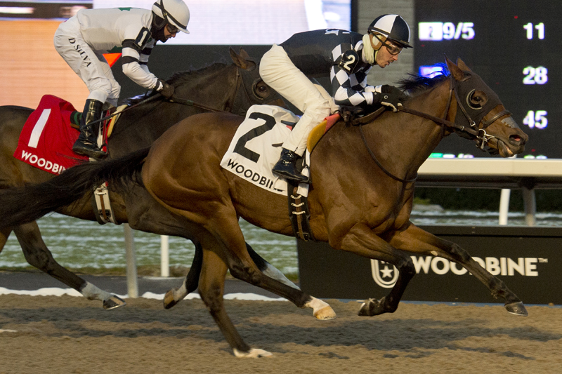 Preferred Guest and jockey Jerome Lermyte winning the $100,000 South Ocean Stakes on Saturday, Nov. 17 at Woodbine Racetrack.